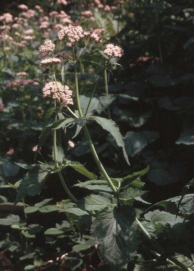 Valeriana pyrenaica