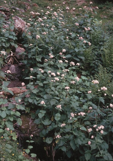 Valeriana pyrenaica