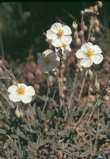 Helianthemum apenninum