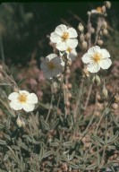 Helianthemum apenninum