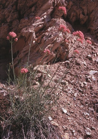 Centranthus angustifolius