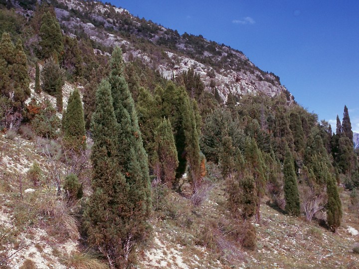 Juniperus thurifera