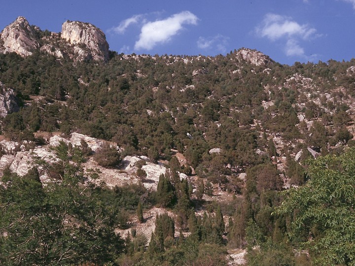 Juniperus thurifera