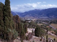 Juniperus thurifera