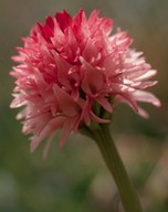 Nigritella nigra ssp.rubra