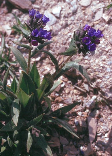 Pulmonaria angustifolia