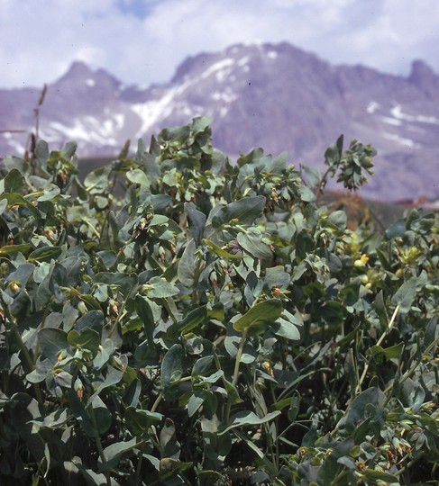 Cerinthe glabra