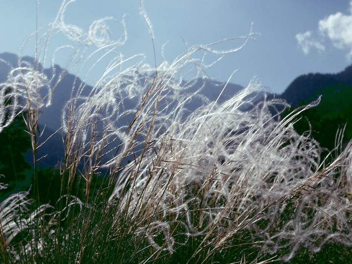 Stipa pennata