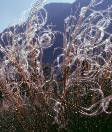 Stipa pennata