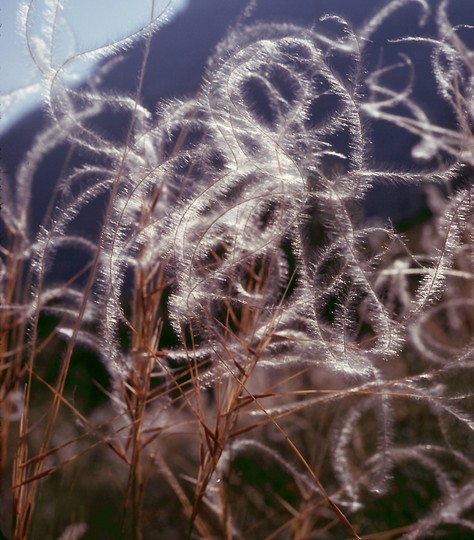 Stipa pennata