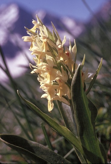 Dactylorhiza sambucina