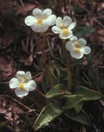 Pinguicula alpina