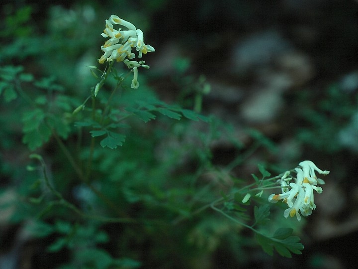 Corydalis ochroleuca