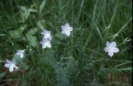 Linum tenuifolium