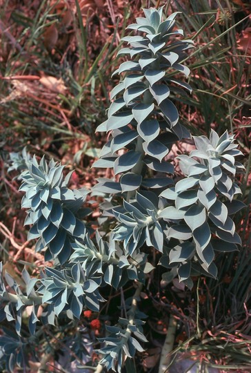 Euphorbia myrsinites