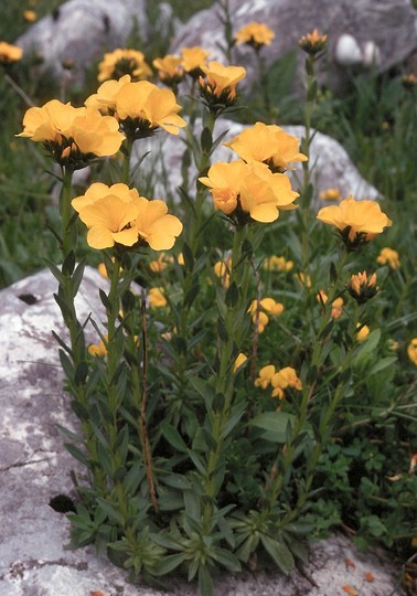 Linum capitatum?