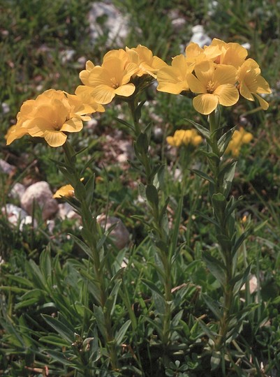 Linum capitatum?