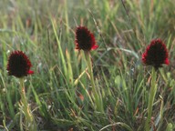 Nigritella nigra