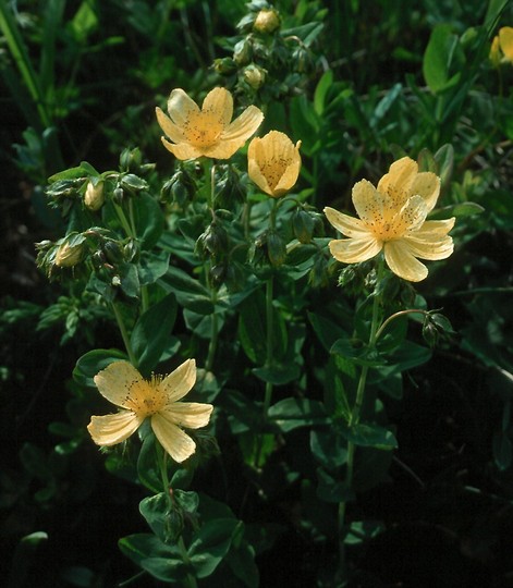 Hypericum montanum?