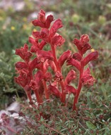 Orobanche alba