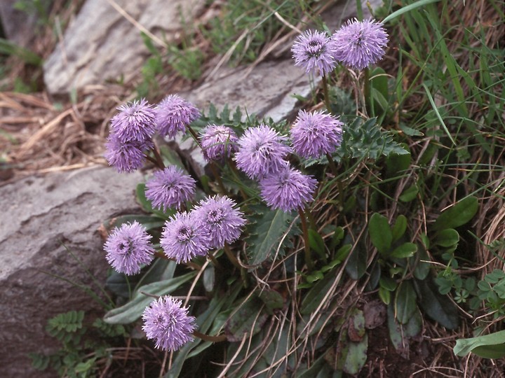 Globularia nudicaulis