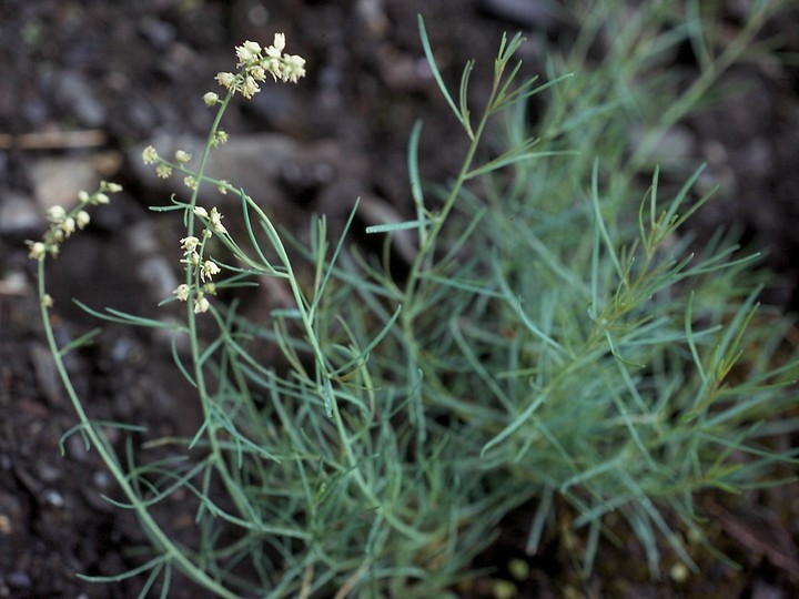 Reseda glauca