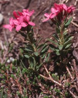 Daphne cneorum