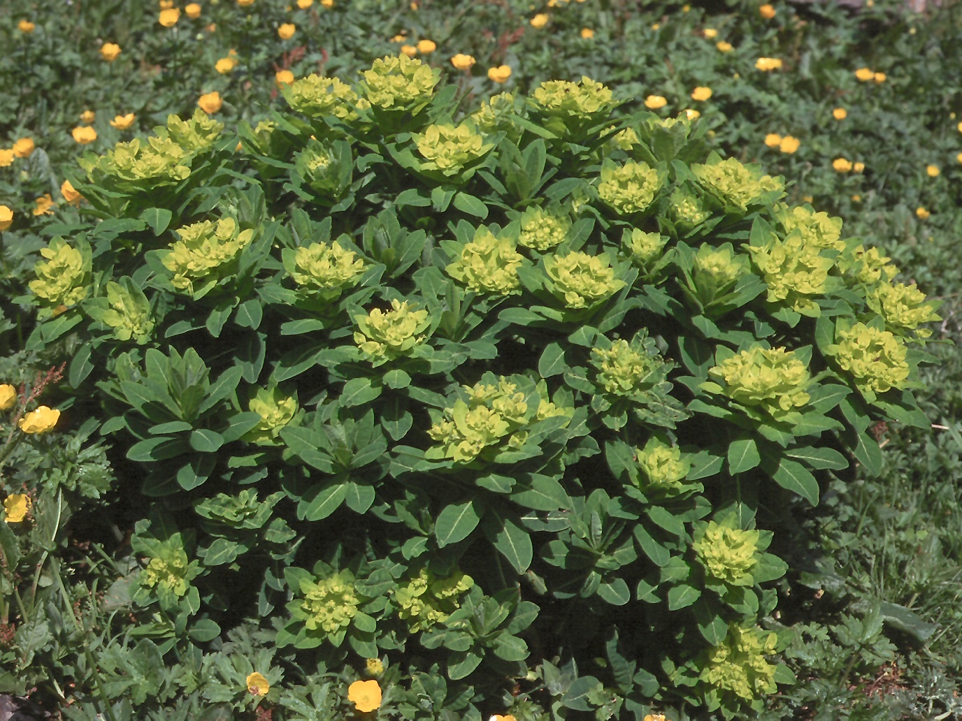Euphorbia hibernica