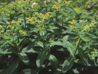 Euphorbia hibernica
