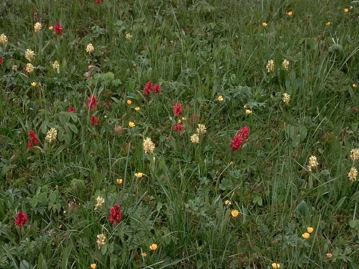 Dactylorhiza sambucina