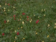 Dactylorhiza sambucina