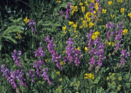 Polygala major