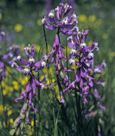 Polygala major