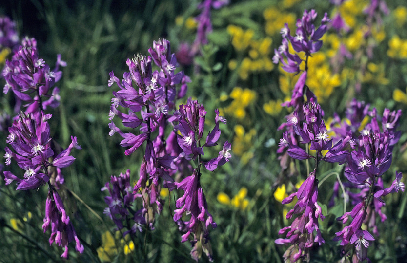 Polygala major