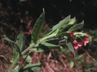 Pulmonaria rubra