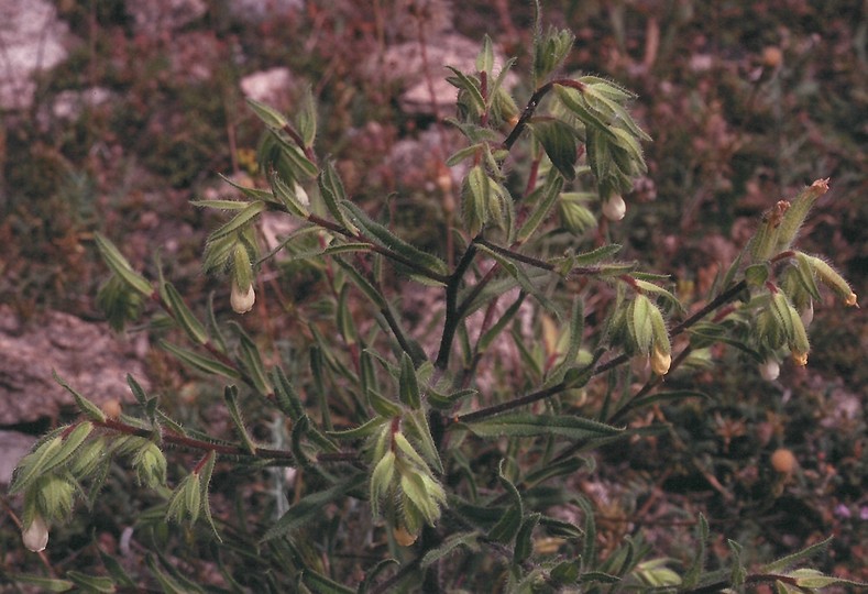 Onosma echioides?