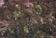 Onosma echioides?