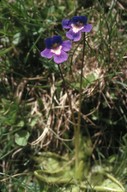 Pinguicula balcanica