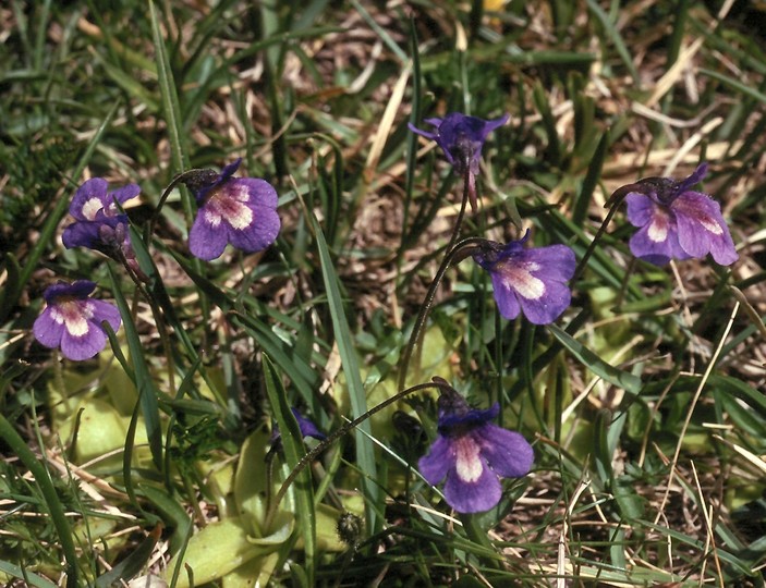 Pinguicula balcanica