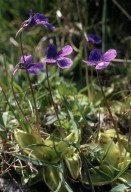 Pinguicula balcanica