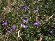 Pinguicula balcanica