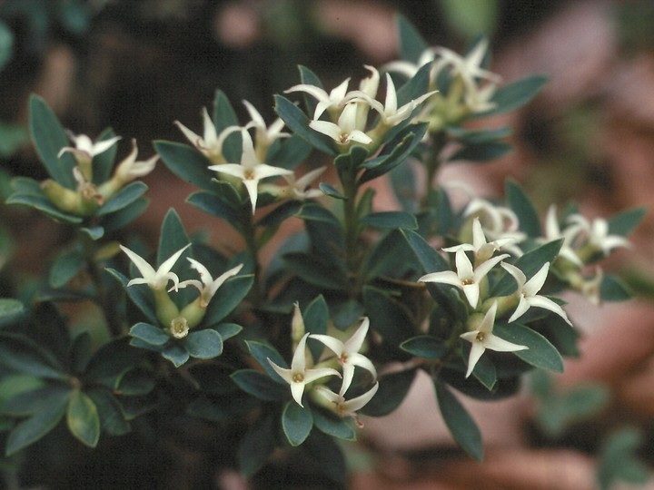 Daphne oleoides