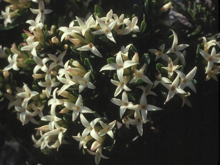 Daphne oleoides