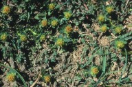 Euphorbia capitulata