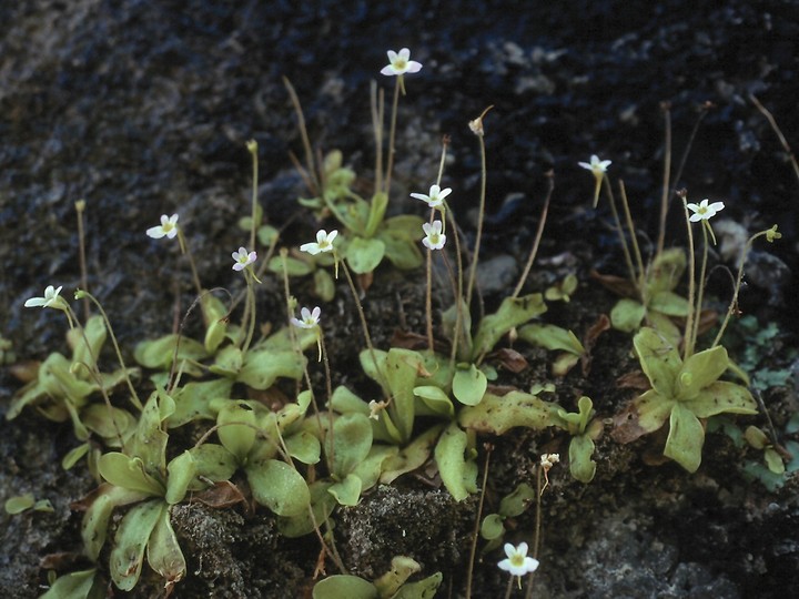 Pinguicula hirtiflora