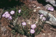 Linum spathulatum