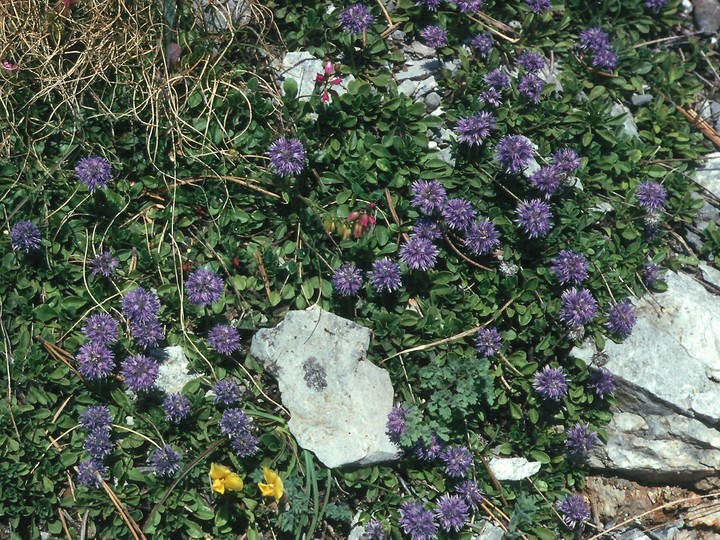 Globularia bellidifolia