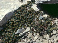 Euphorbia capitulata