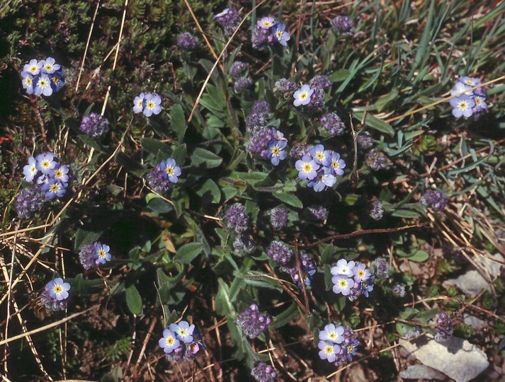 Myosotis suaveolens