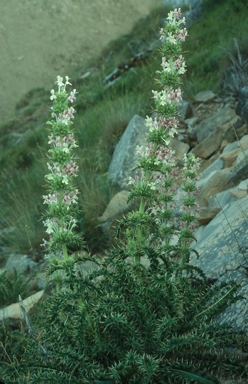 Morina persica